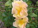 Amber Sun ® rose photo