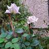 Metropolitan rose photo