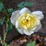 The Country Parson rose photo