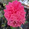 Karlsruhe rose photo