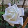Metropolitan rose photo