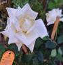 Metropolitan rose photo