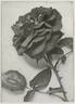 Etoile de France Jr. rose photo