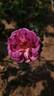Thierry Marx rose photo
