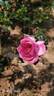 Thierry Marx rose photo