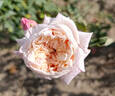 Kaiserin Friedrich rose photo