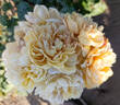 Creme Caramel rose photo