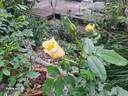 Souvenir de Schaffhouse rose photo