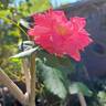 Karlsruhe rose photo