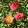 Rainbow Happy Trails™ rose photo