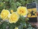 Souvenir de Schaffhouse rose photo