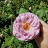 Blushing Lavender rose photo