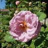 Blushing Lavender rose photo