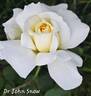Dr. John Snow rose photo