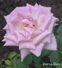 Versailles ® rose photo