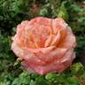 Peach Swirl ™ rose photo