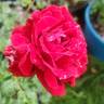True Spirit rose photo