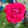 True Spirit rose photo