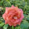 Summer Sun rose photo