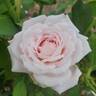 Quietness rose photo