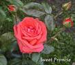 Sweet Promise ™ rose photo