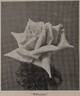 Willowmere rose photo