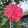 Karlsruhe rose photo