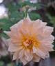 Versigny ® rose photo