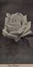 Miss Willmott rose photo