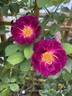 Stormy Weather rose photo