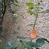 Pierre de Ronsard rose photo