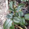 Fragonard rose photo