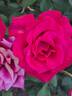 Timeless rose photo