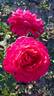 Johann Wolfgang von Goethe Rose rose photo