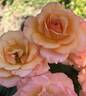 Out of Africa rose photo