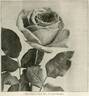 Mrs. Charles Russell rose photo