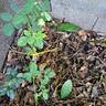 The Country Parson rose photo