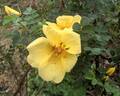 Golden Chersonese rose photo