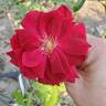 Oklahoma (Hybrid Tea, Swim rose photo