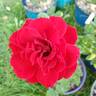 True Spirit rose photo