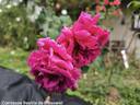Comtesse Beatrix de Buisseret rose photo