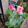 Fragonard rose photo
