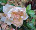 Jardin des Tuileries ® rose photo