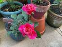 Princess Chichibu rose photo