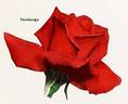 Fandango rose photo