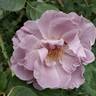 Blushing Lavender rose photo