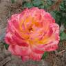 Love rose photo