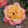 Love rose photo
