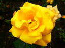Goldmarie '84 rose photo