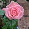 Fragonard rose photo